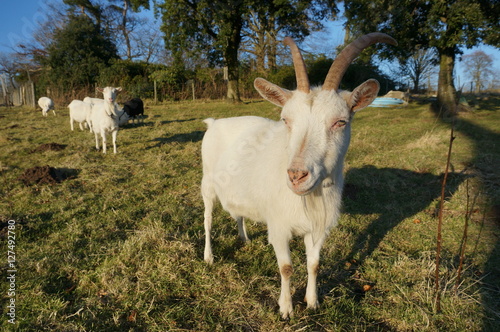White goat on the meadows.