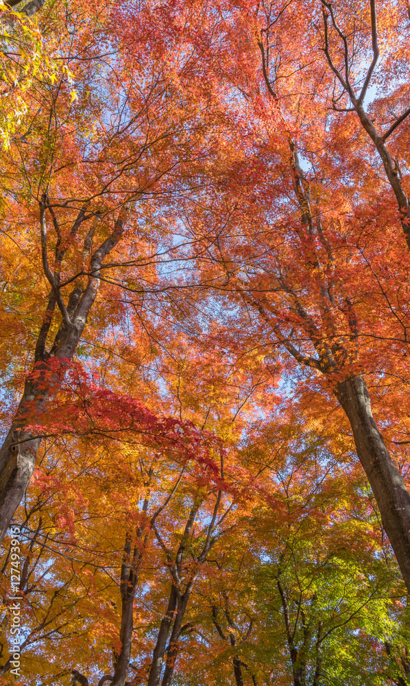 河口湖の紅葉2016