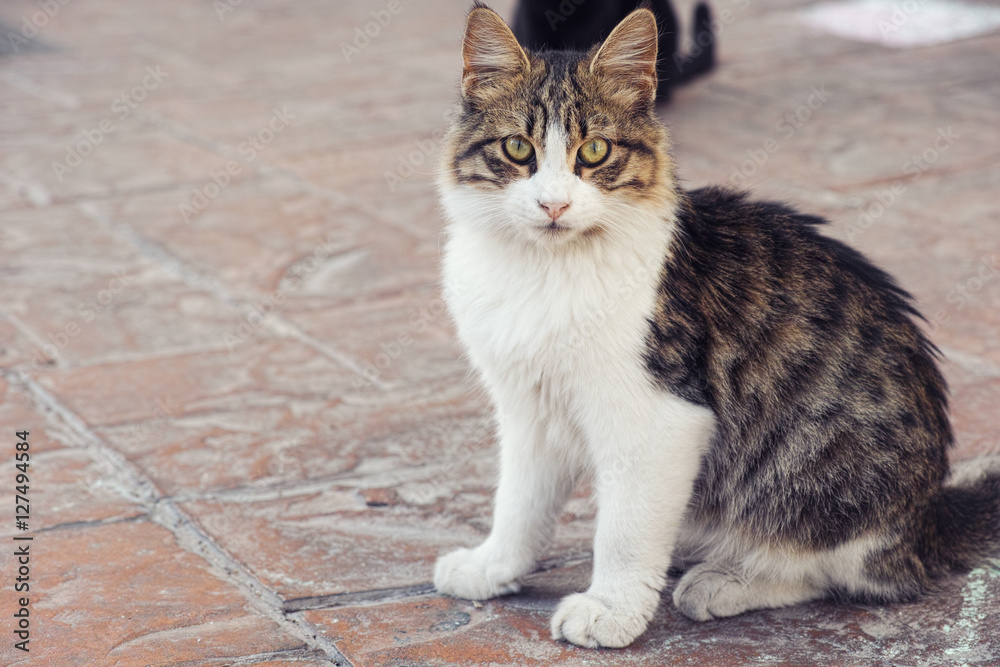 Stray cat looking at the camera