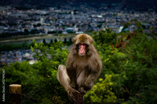 Iwatayama Monkey Park © Timo C.