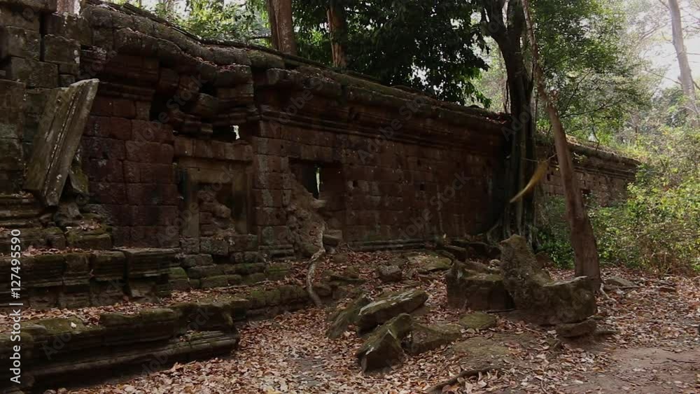 Cambodia Angkor Wat temple tree roots ruins leafs falling Cambodia Angkor Wat temple tree roots ruins leafs falling