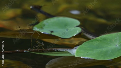 Dragonfly in Thailand and Southeast Asia. photo