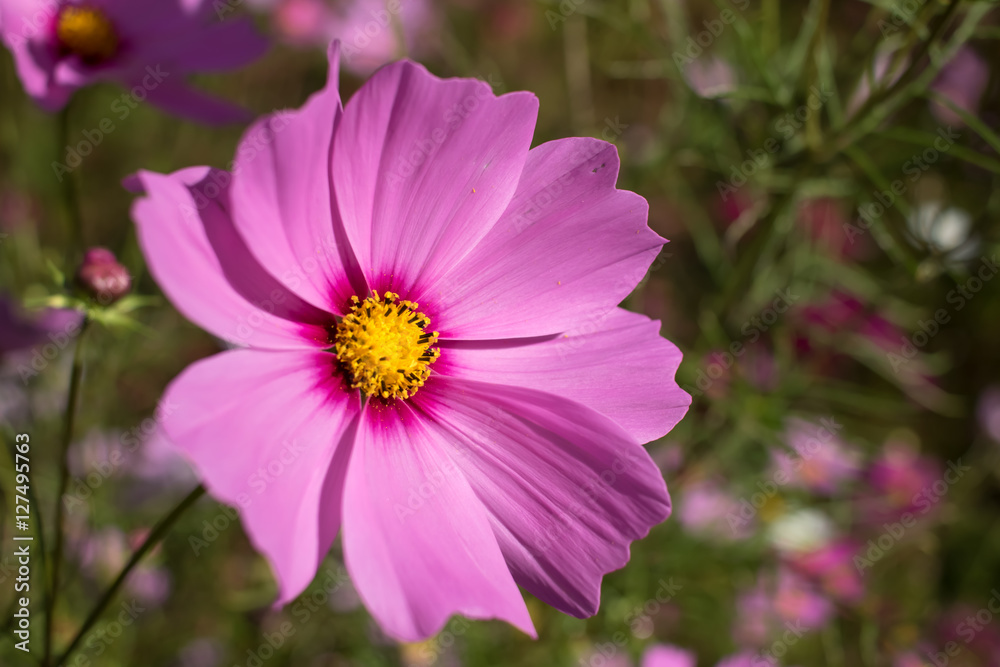 Fully Bloomed Pink Cosmos at Garden in October Fully Bloomed Pink Cosmos at Garden in October