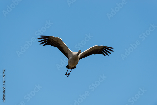 Flying common crane with blue sky background
