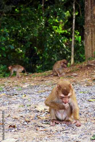 Wild monkey at Khoa Yai National park Thailand