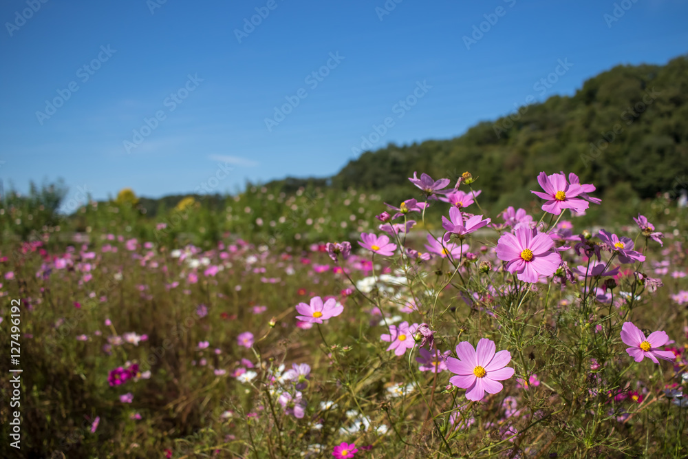Fully Bloomed Colorful Cosmos on Mountain Landscape in October Fully Bloomed Colorful Cosmos on Mountain Landscape in October