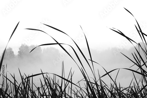 Reed and grass with smooth background in black and white