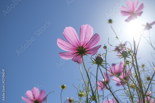 Pink Cosmos Standing Up Towerd Sky