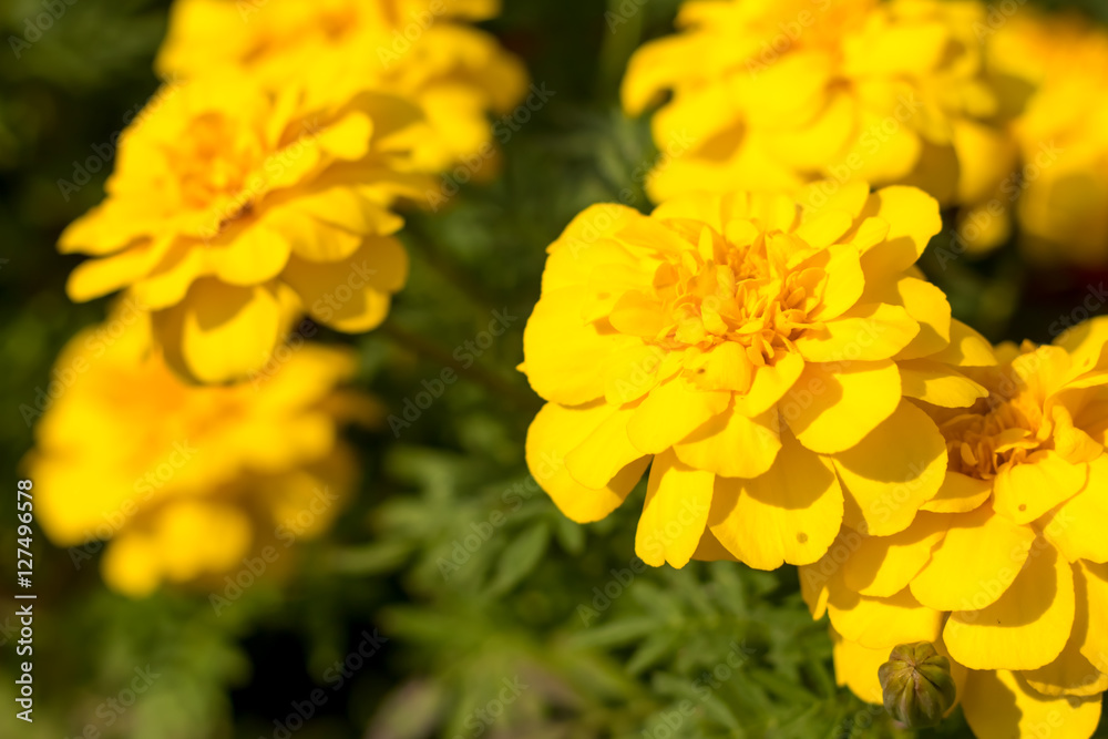 Fully Bloomed Colorful Marigold at Garden in October Fully Bloomed Colorful Marigold at Garden in October