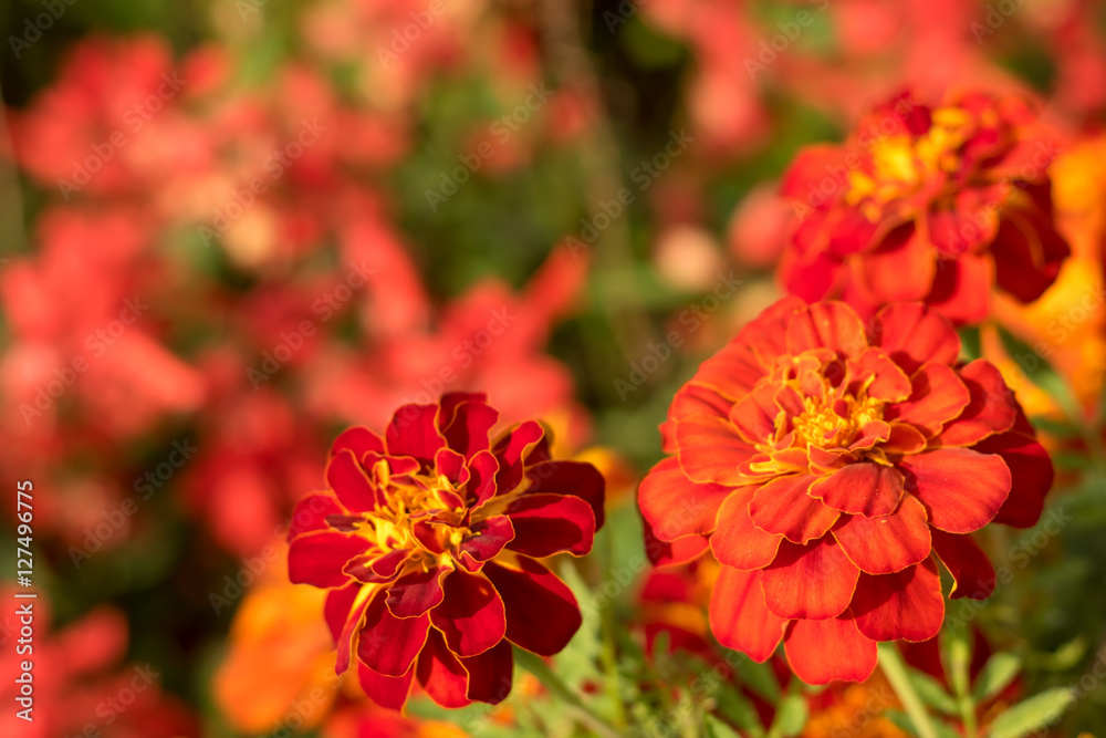 Obraz premium Fully Bloomed Colorful Marigold at Garden in October