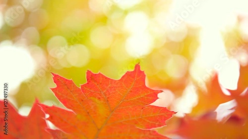 Autumn. Autumn leaves. Autumn trees