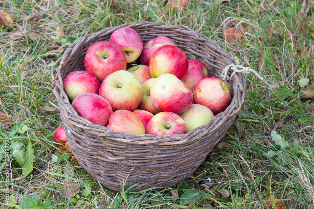 wicker basket of apples