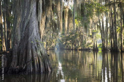 Fotografia Swamp bayou scene of the American South featuring bald cypress trees and Spanish