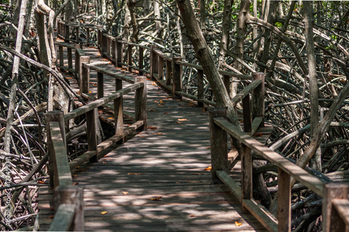 Mangrove Forest