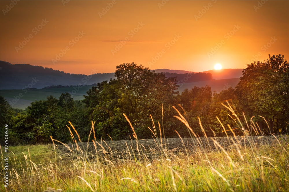 Meadow in the evening sun