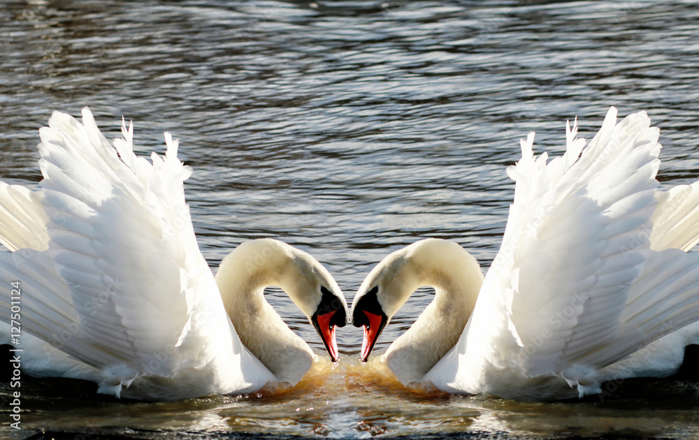 Obraz premium Swan mirror forming a heart shape. Swans Heart. heart of two swans in Stratford-upon-Avon