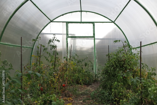 Interior of a handmade polycarbonate greenhouse with tomato plants photo