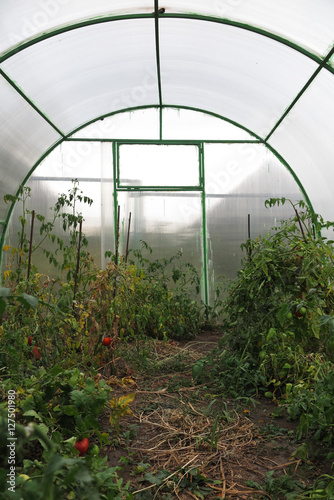 Interior of a handmade polycarbonate greenhouse with tomato plan