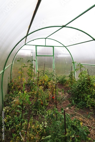 Interior of a handmade polycarbonate greenhouse with tomato plan photo