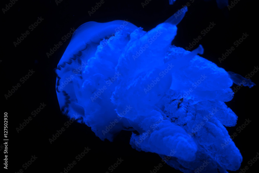 Macro jellyfish in blue illumination