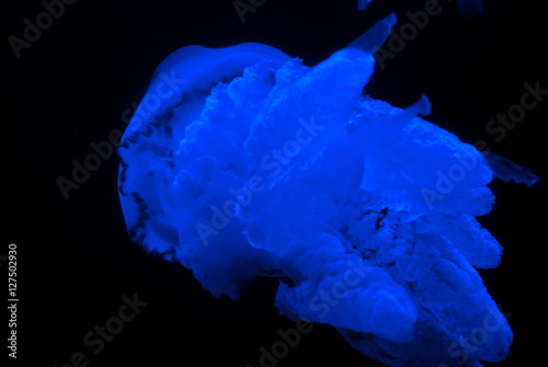 Obraz na płótnie Macro jellyfish in blue illumination w salonie