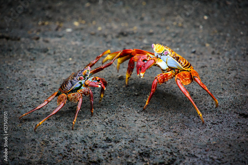 Crabs Battle