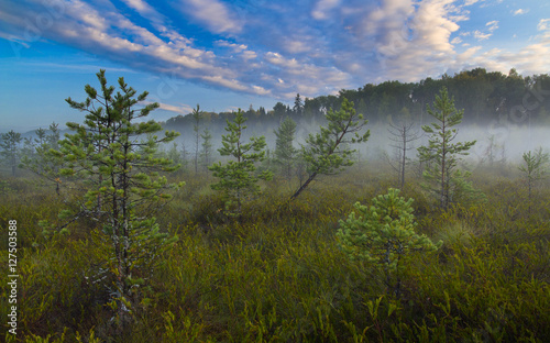 Landscape bog. Dwarf pines. Dawn. Fog.