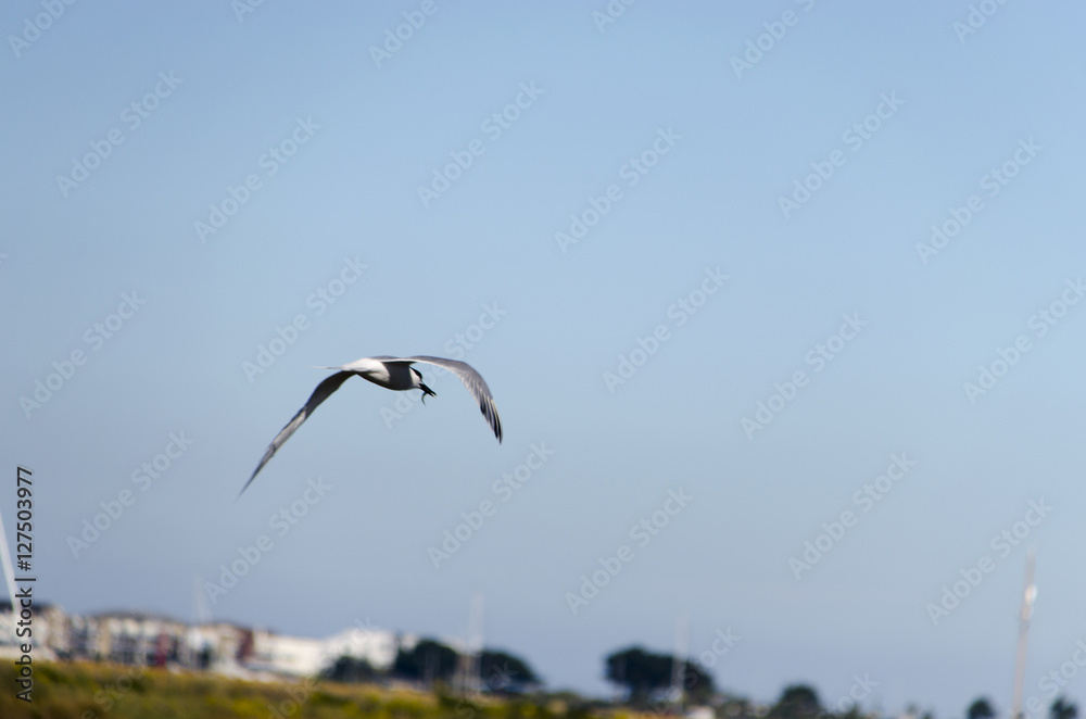 Möve im Flug / Seagull in flight Möve im Flug / Seagull in flight