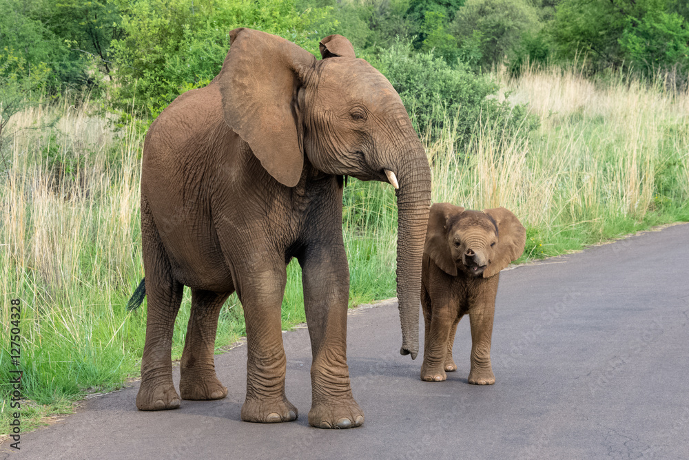 Fototapeta premium Elephant