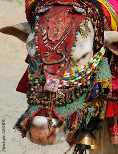 Portrait of indian sacred cow on the beach in GOA