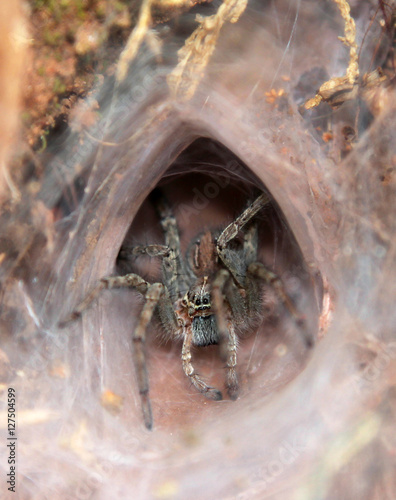 Tarantula at the entrance to its burrow