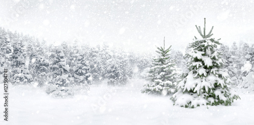 Tannenbäume bei Schnee am Waldrand, helle Szene im Panorama Format für Weihnachten und Winter