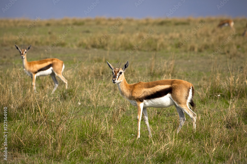 Two Thompson's gazelles look up from grazing and stare at viewer on the plains of East Africa Two Thompson's gazelles look up from grazing and stare at viewer on the plains of East Africa