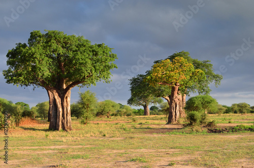 Fotomurale baobab dans la savane