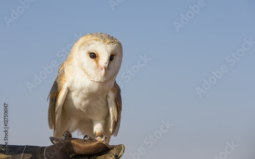 Barn owl in a desert near Dubai