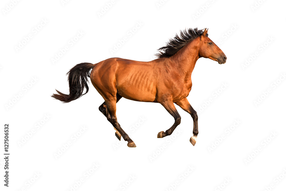 Purebred red running horse isolated on white background. Stock Photo |  Adobe Stock