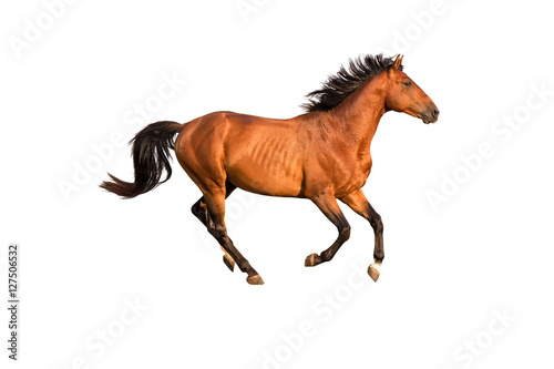 Purebred red running horse isolated on white background.