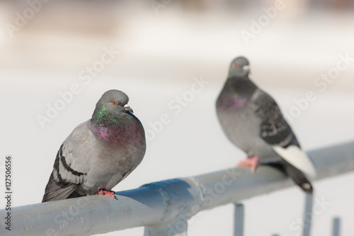 two pigeon in winter