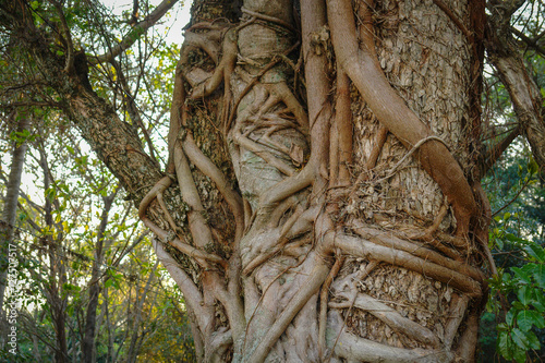 A tree hugs another tree