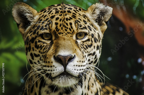 Fototapet Taunting the Jaguar 3