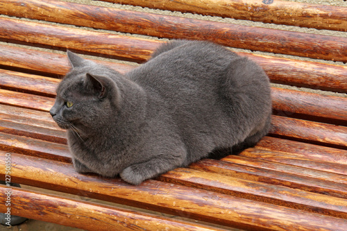 gatto grigio con occhi gialli photo