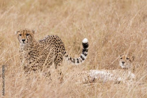 coalition of cheetah