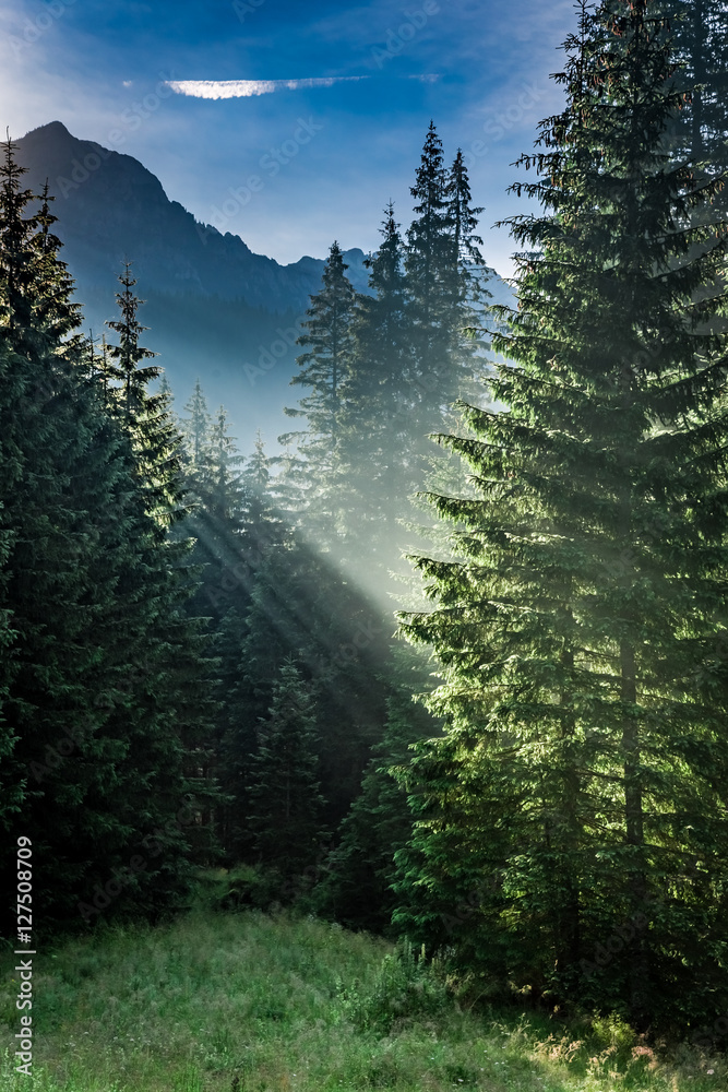 Obraz premium Wonderful valley in Tatra Mountains at sunrise in summer