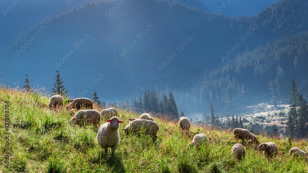 Fototapeta premium Wonderful flock of sheep grazing at dawn, Tatra Mountains