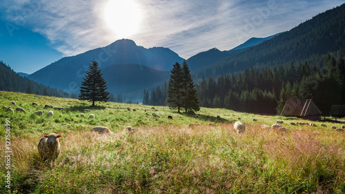 Beautiful flock of sheep gr...