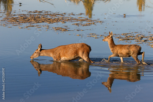 Hembra de ciervo , Cervus elaphus, cruzando un rio con su cervatillo photo