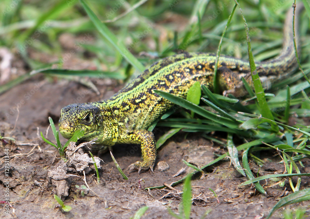 Male sand lizard (Lacerta agilis) on the ground Male sand lizard (Lacerta agilis) on the ground