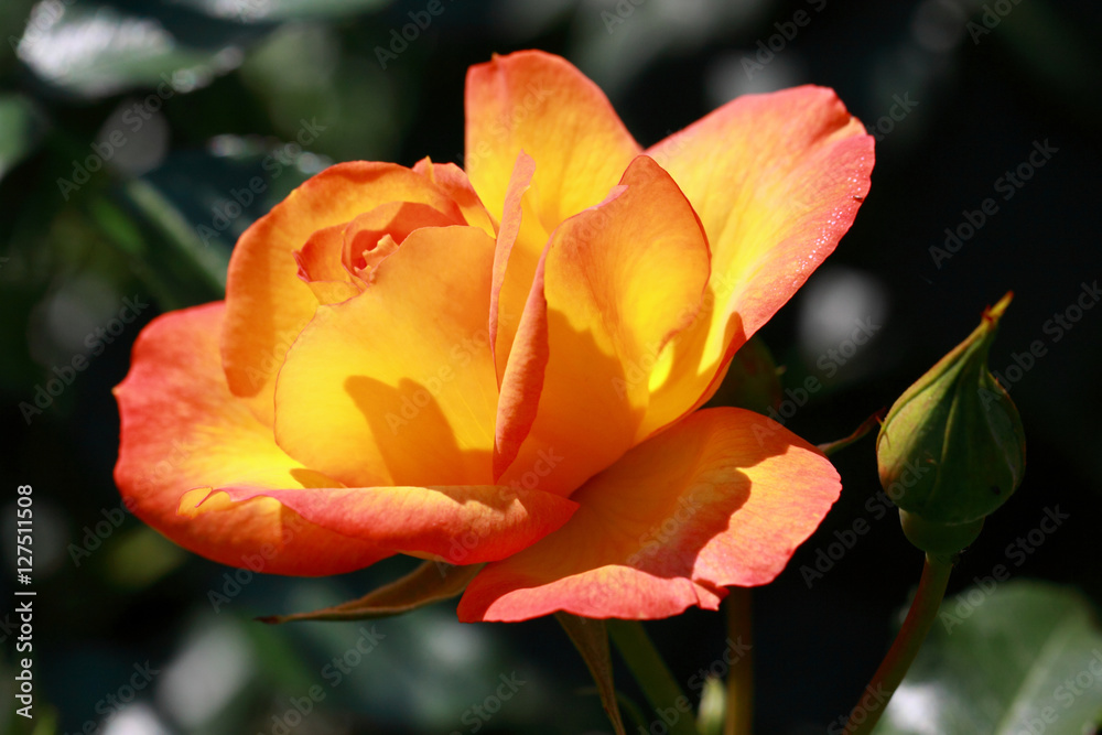 Yellow-orange rose