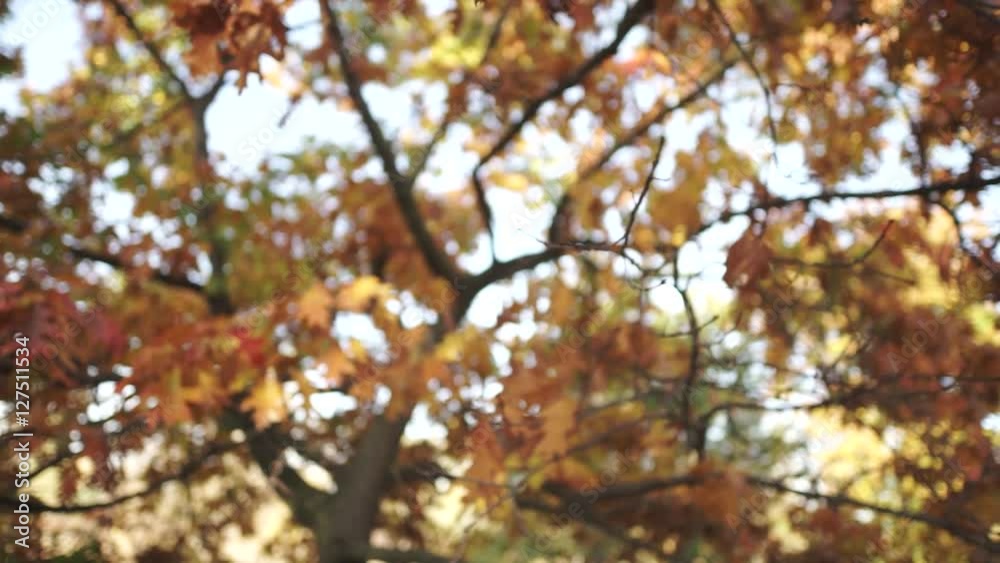 Oak tree at sunset. Colorful leaves in sunlight in autumn park. Oak tree at sunset. Colorful leaves in sunlight in autumn park.