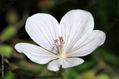 Fototapeta Naklejka Na Ścianę i Meble -  Geranium psilostemon- Kashmir White